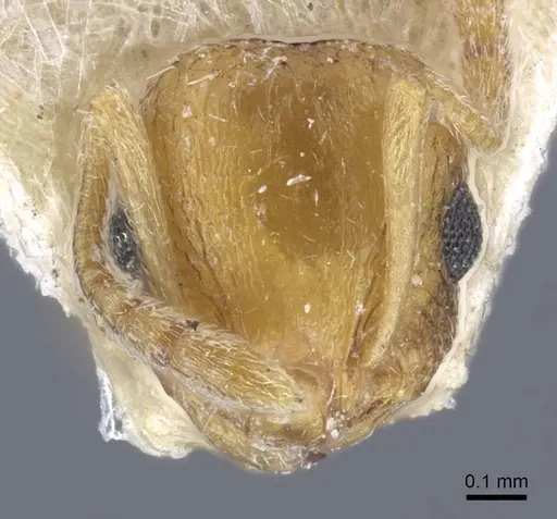 Temnothorax archangelskiji specimen