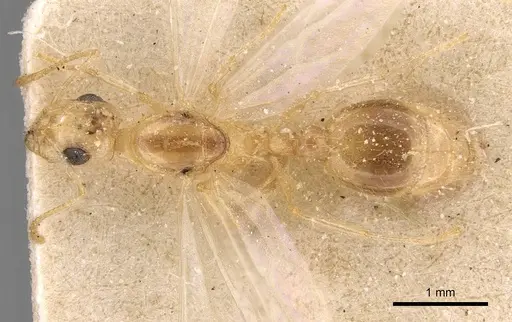 Temnothorax arenarius specimen