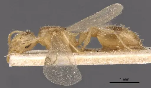 Temnothorax arenarius specimen