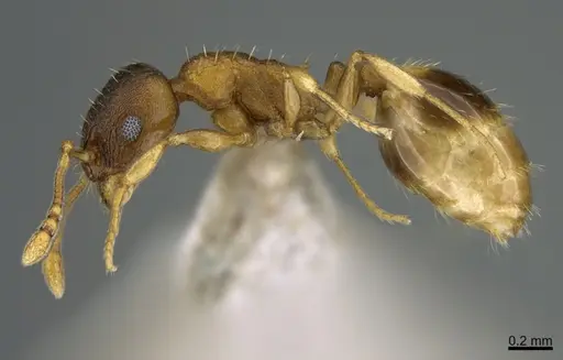 Temnothorax ariadnae specimen