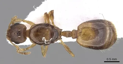 Temnothorax ariadnae - CASENT0906019