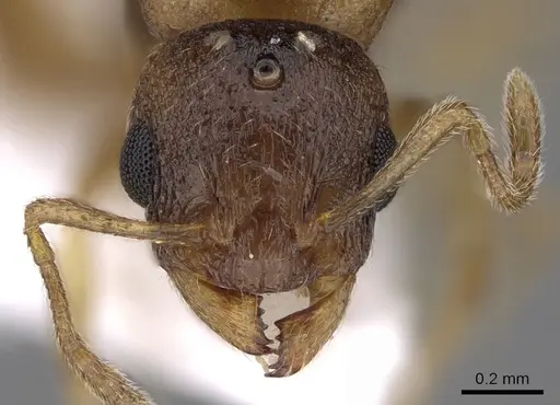 Temnothorax ariadnae - CASENT0906019