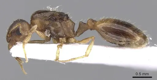 Temnothorax ariadnae - CASENT0906019