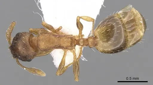 Temnothorax ariadnae - CASENT0906020