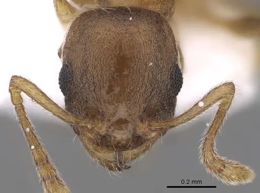 Temnothorax ariadnae - CASENT0906020