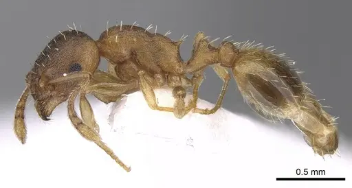 Temnothorax ariadnae - CASENT0906020