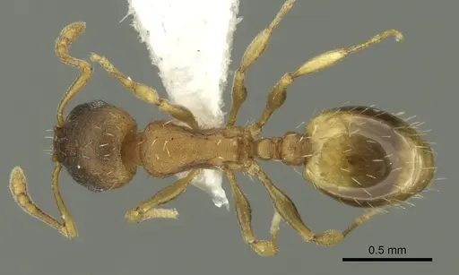 Temnothorax ariadnae - CASENT0906678