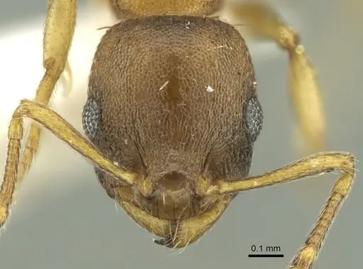 Temnothorax ariadnae - CASENT0906678