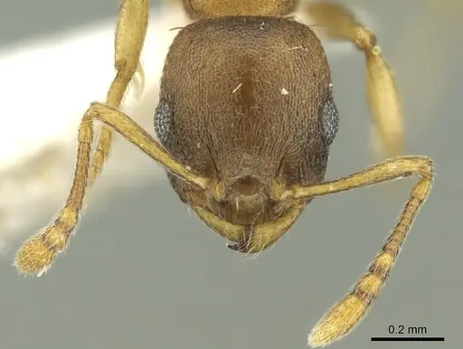 Temnothorax ariadnae - CASENT0906678