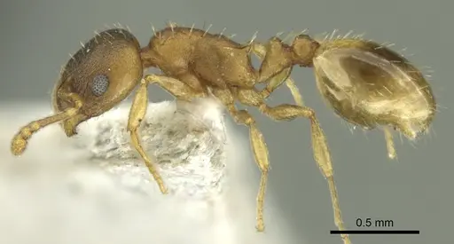 Temnothorax ariadnae - CASENT0906678