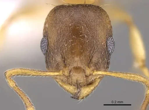 Temnothorax ariadnae - CASENT0914694