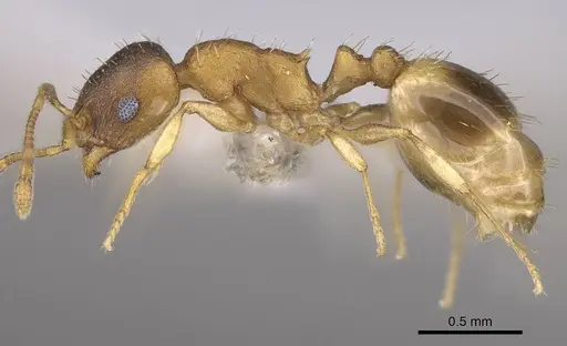 Temnothorax ariadnae - CASENT0914694