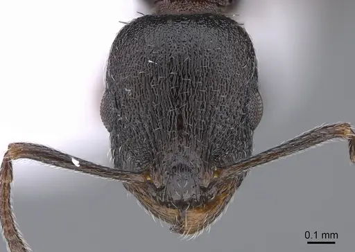 Temnothorax arkasi specimen