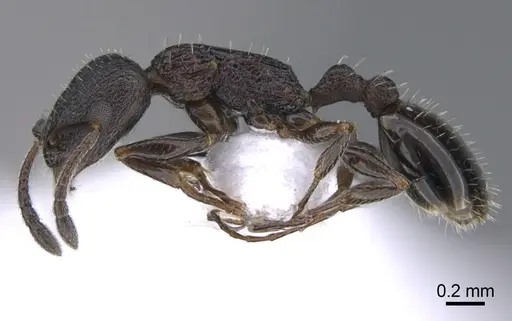 Temnothorax arkasi specimen