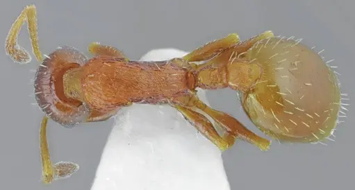 Temnothorax arnoldii specimen