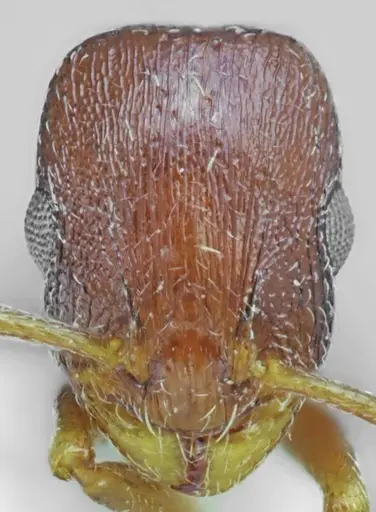 Temnothorax arnoldii specimen