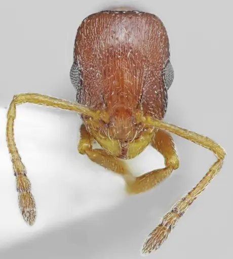 Temnothorax arnoldii specimen