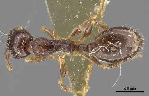 Temnothorax arpini specimen