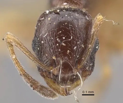 Temnothorax arpini specimen