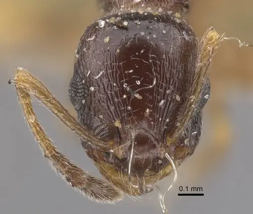 Temnothorax arpini specimen