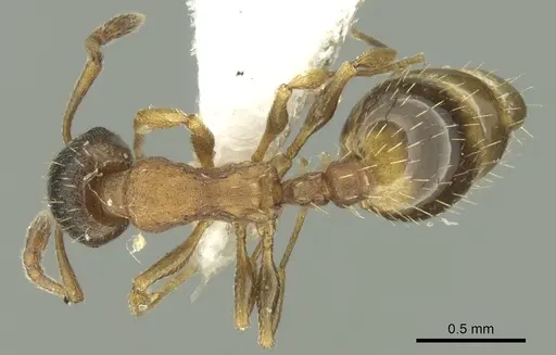 Temnothorax artvinensis specimen