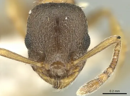 Temnothorax artvinensis specimen