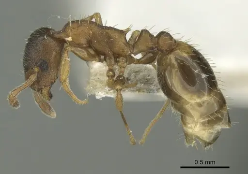 Temnothorax artvinensis specimen