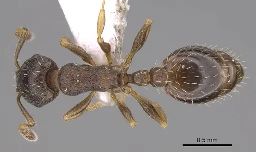 Temnothorax artvinensis - CASENT0914702