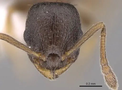 Temnothorax artvinensis - CASENT0914702