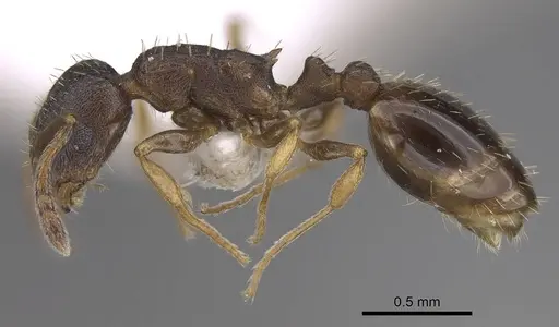 Temnothorax artvinensis - CASENT0914702