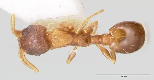 Temnothorax artvinensis - FOCOL1361