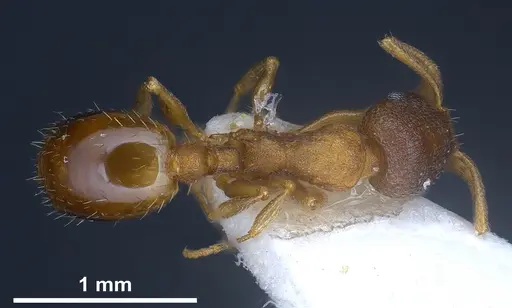 Temnothorax artvinensis - FOCOL1361