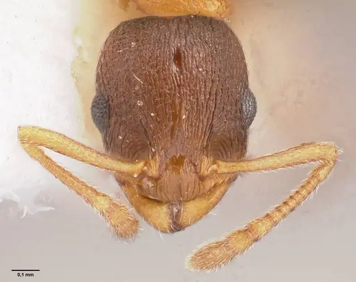 Temnothorax artvinensis - FOCOL1361