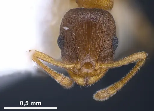 Temnothorax artvinensis - FOCOL1361