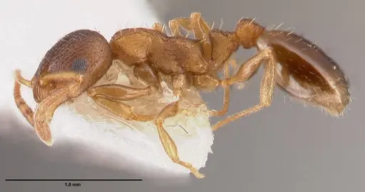 Temnothorax artvinensis - FOCOL1361