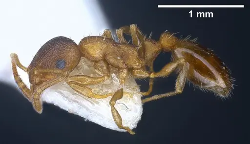 Temnothorax artvinensis - FOCOL1361