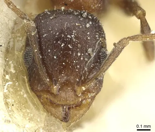Temnothorax atlantis specimen