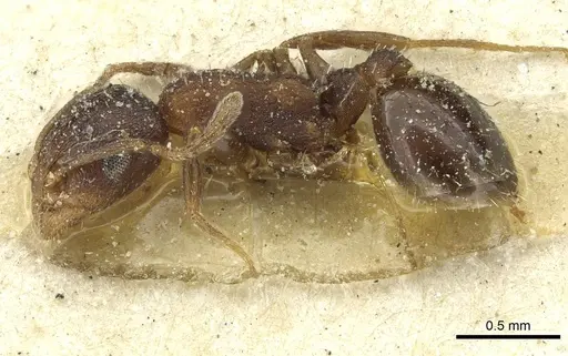 Temnothorax atlantis specimen