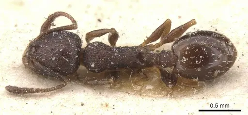 Temnothorax atlantis - CASENT0912895