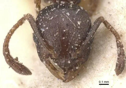 Temnothorax atlantis - CASENT0912895