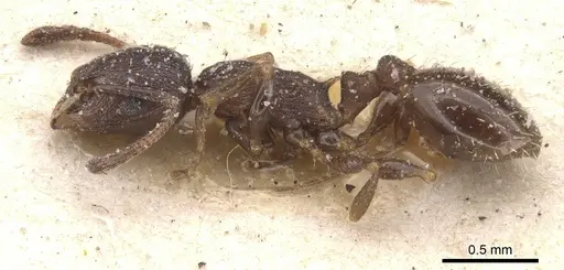 Temnothorax atlantis - CASENT0912895