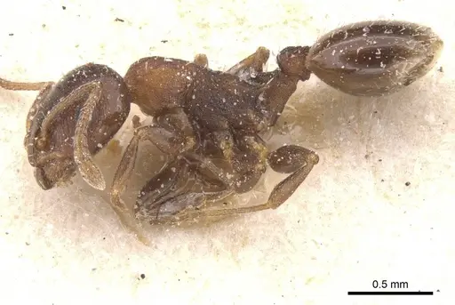 Temnothorax atlantis - CASENT0912896