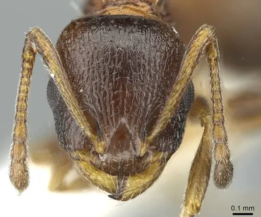 Temnothorax atlantis - CASENT0912953