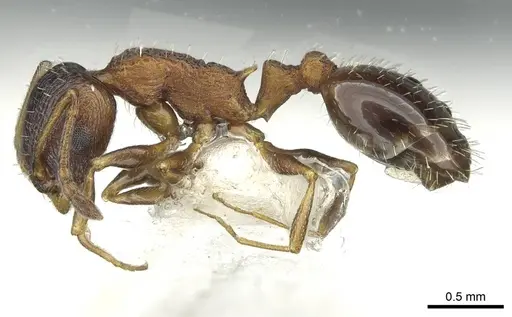 Temnothorax atlantis - CASENT0912953