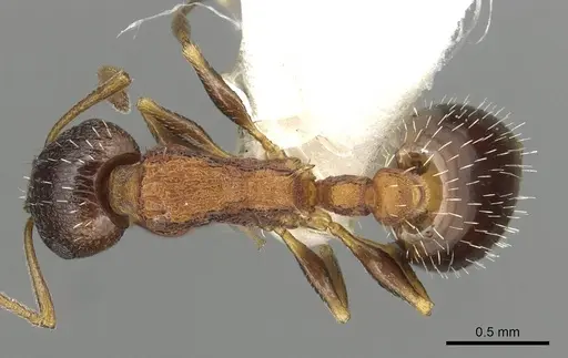 Temnothorax atlantis - CASENT0915388