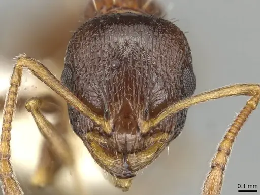 Temnothorax atlantis - CASENT0915388