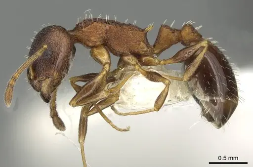 Temnothorax atlantis - CASENT0915388