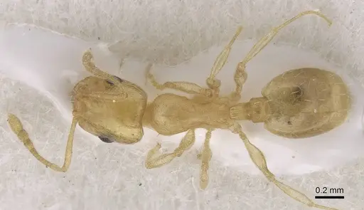 Temnothorax atomus specimen