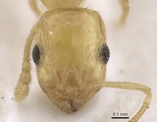 Temnothorax atomus specimen