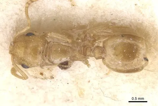 Temnothorax auresianus specimen